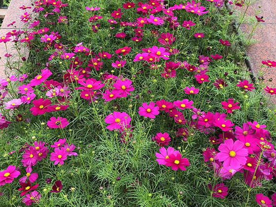 扬州花草租赁-租赁公司植物摆设